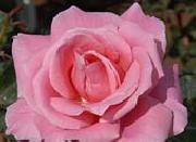 Realistic Pink Rose